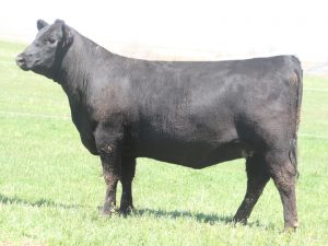 Cherry Crk Dianna D230 M