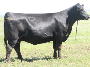 Cherry Crk Dixie Erica C252M