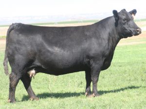 Cherry Crk Eva 157 M