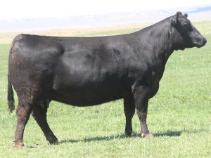 Cherry Crk Eva 2145 M