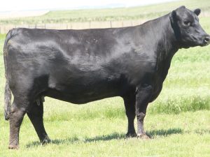 Cherry Crk Georgina C92 M