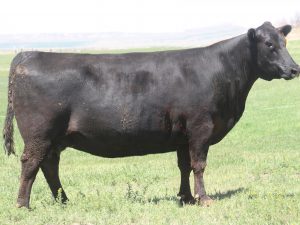 Cherry Crk Rose 1140 M