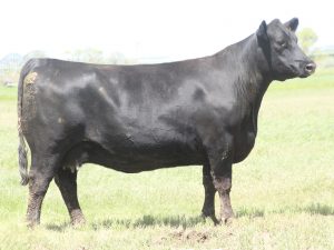 Cherry Crk Samantha B80 M