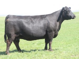 Ms CC Scarlet 6589 0191 M