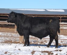 Lot 10