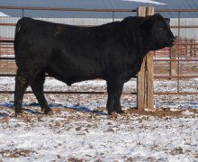 Lot 113