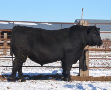 Lot 12