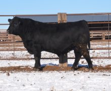 Lot 13