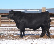Lot 15