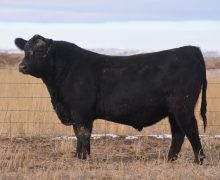 Lot 22