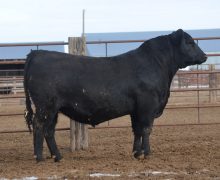 Lot 37