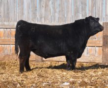 Lot 5