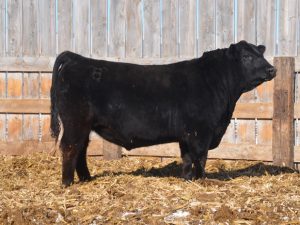 Lot 5