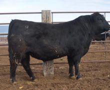 Lot 51