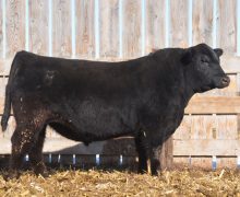 Lot 53
