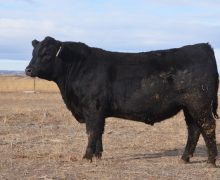 Lot 94