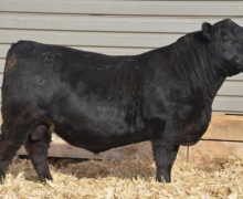 Lot 1