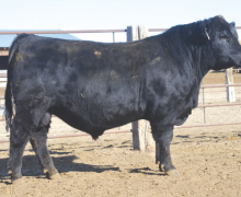 Lot 1