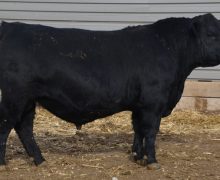 Lot 120