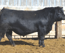 Lot 15