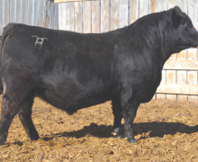 Lot 21