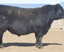 Lot 3