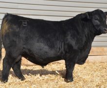 Lot 5