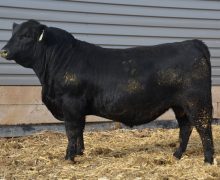 Lot 46