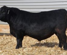 Lot 6