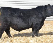 Lot 7