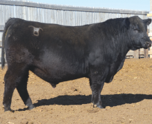 Lot 8