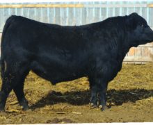 Lot 12