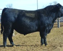 Lot 23