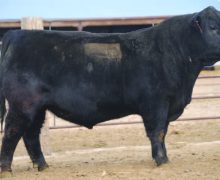 Lot 27