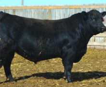 Lot 37
