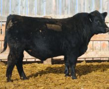 Lot 4