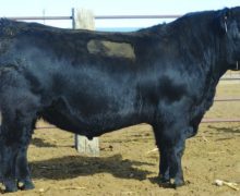 Lot 41