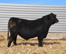 Lot 1