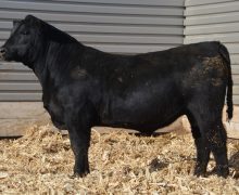 Lot 10