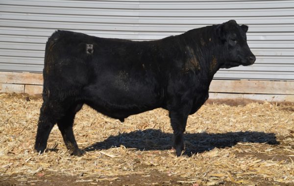 Lot 11