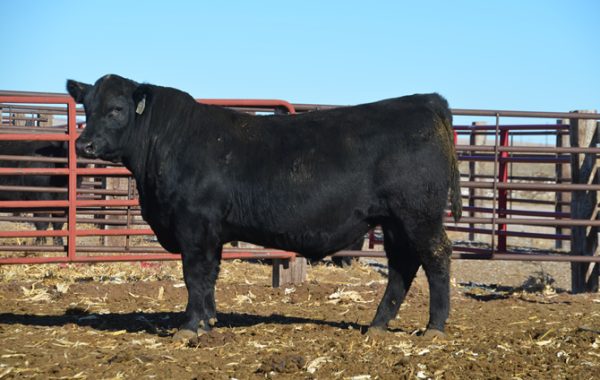 Lot 12