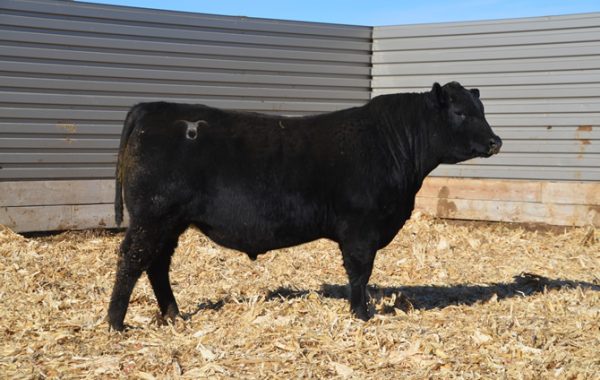 Lot 13