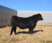 Lot 2