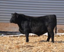 Lot 35