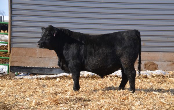 Lot 35