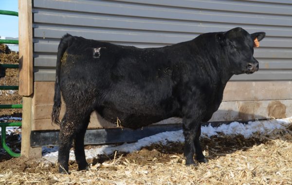 Lot 36