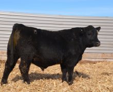 Lot 49