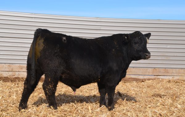 Lot 49