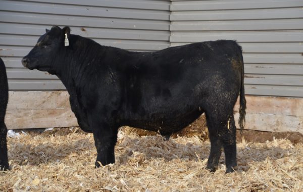 Lot 68