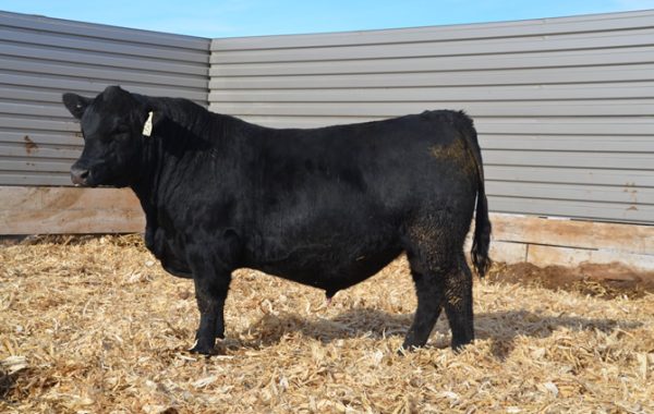 Lot 7
